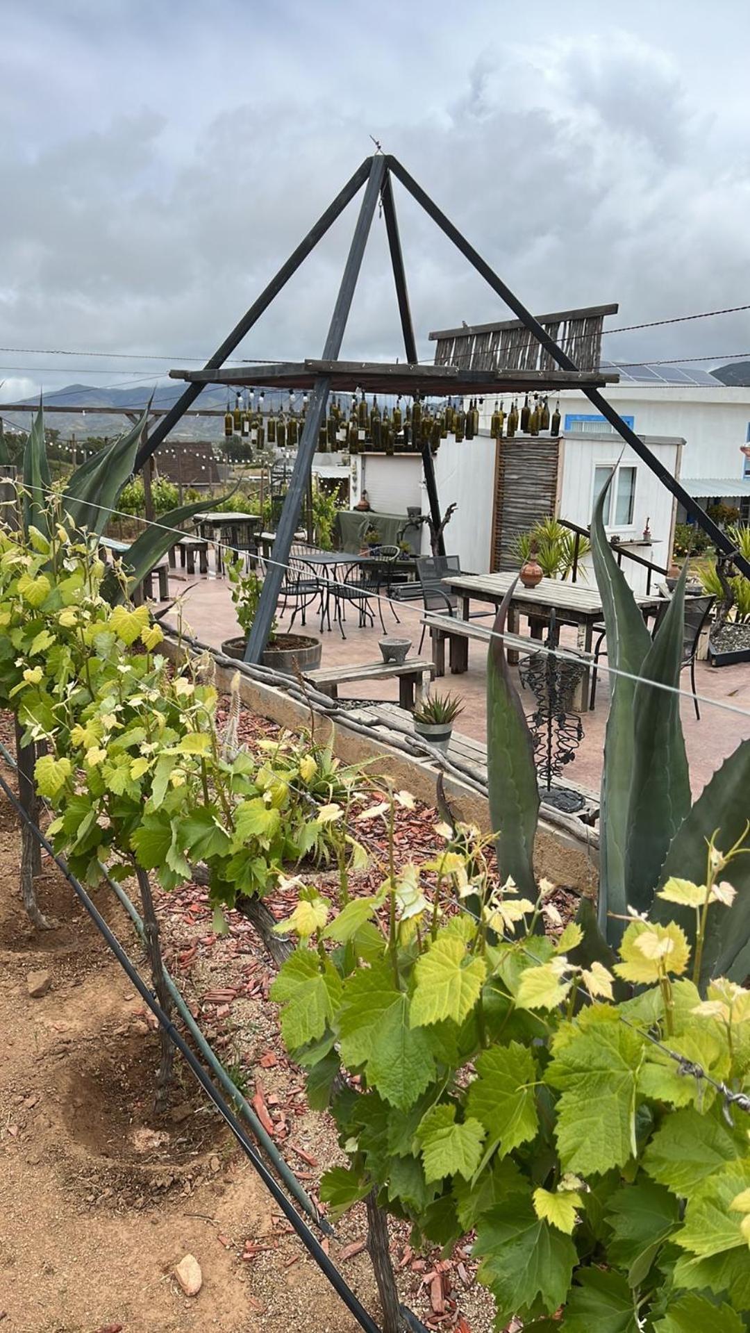 Santerra, Valle De Guadalupe Exteriér fotografie