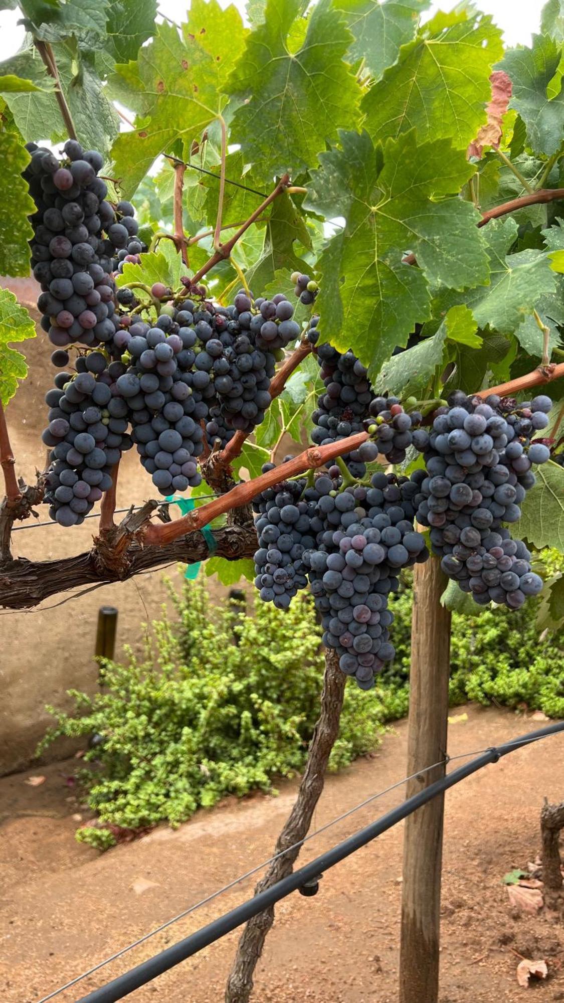 Santerra, Valle De Guadalupe Exteriér fotografie